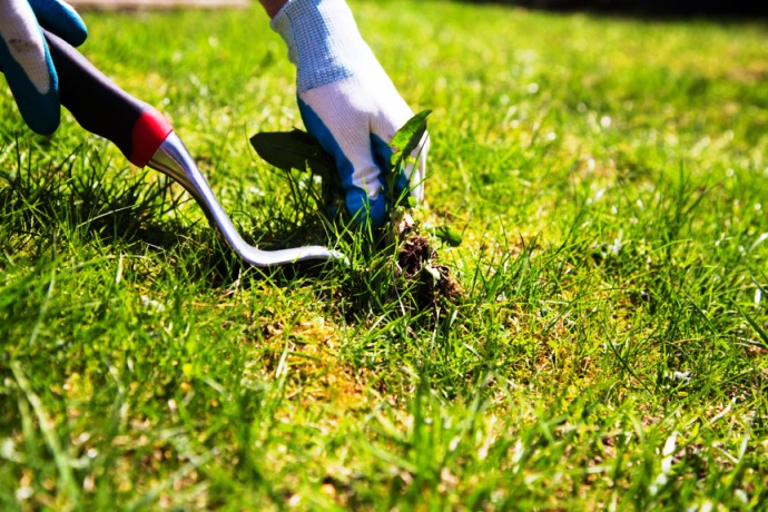 کنترل علف های هرز و آفت و بیماری در محوطه چمن کاری شده